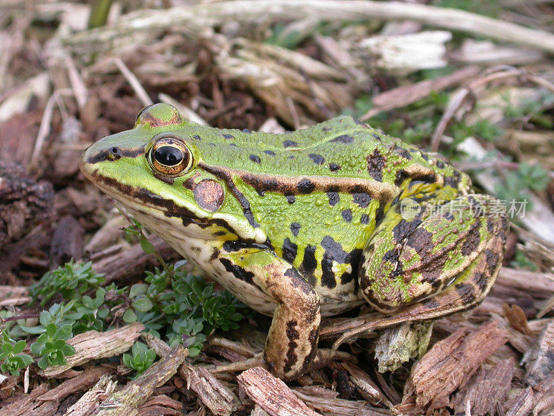 绿色可食用蛙(Rana esculenta synkl.)年轻的动物